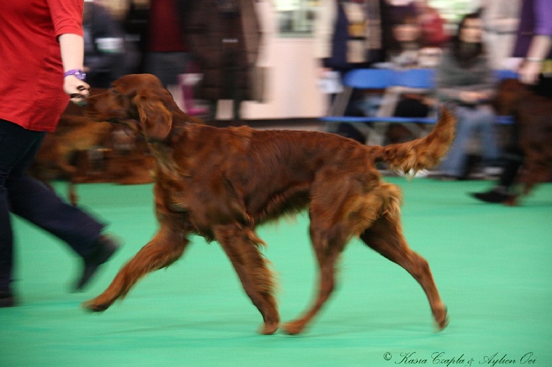 Crufts2011 185.jpg